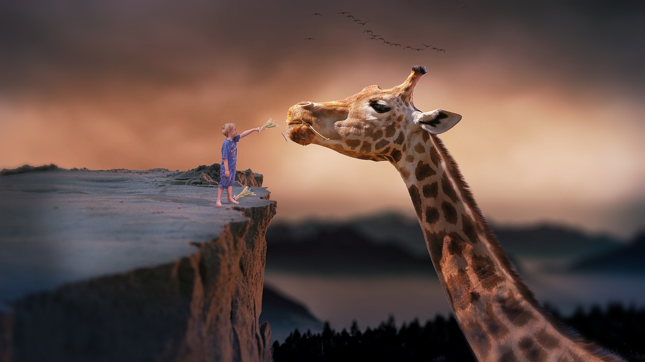 Kleiner Junge steht auf einem Hochplateau vor dem Kopf einer riesigen Giraffe die unten steht und streichelt die Nase