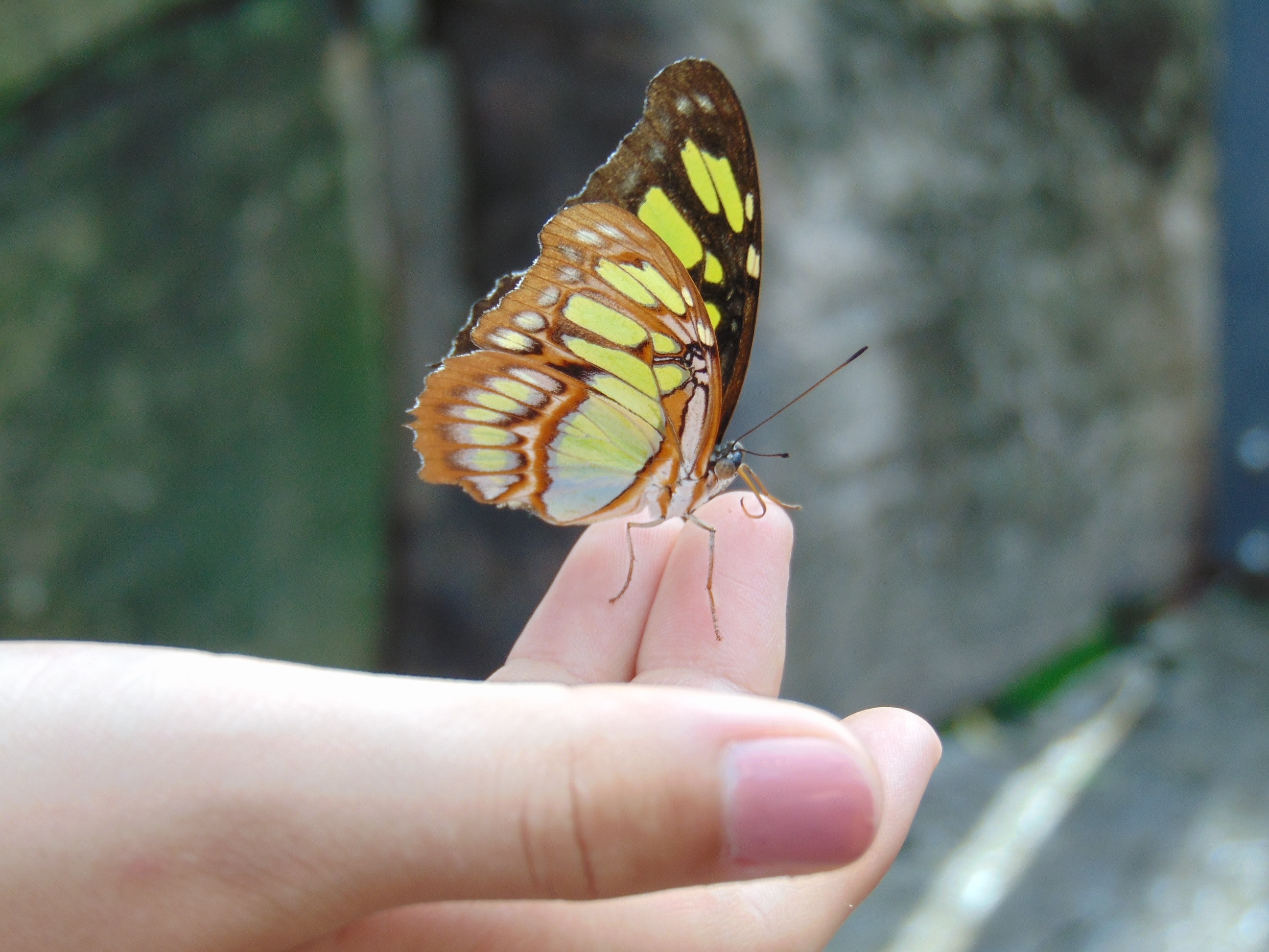 Hand Schmetterling